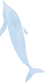 泳ぐイルカ